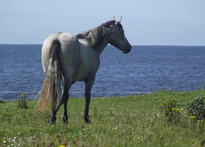 Bed and breakfast Ocean Sound